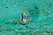 Callechelys marmorata Serpentine de sable-Liwutonkidi Island 2-23m-20180604-Denis-ADER-DSC_3968_tn